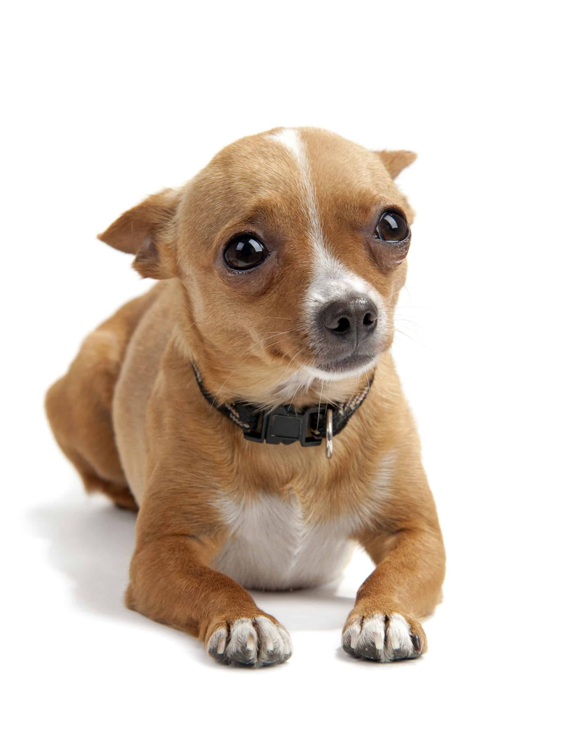 dealing with fearfulness in a chihuahua