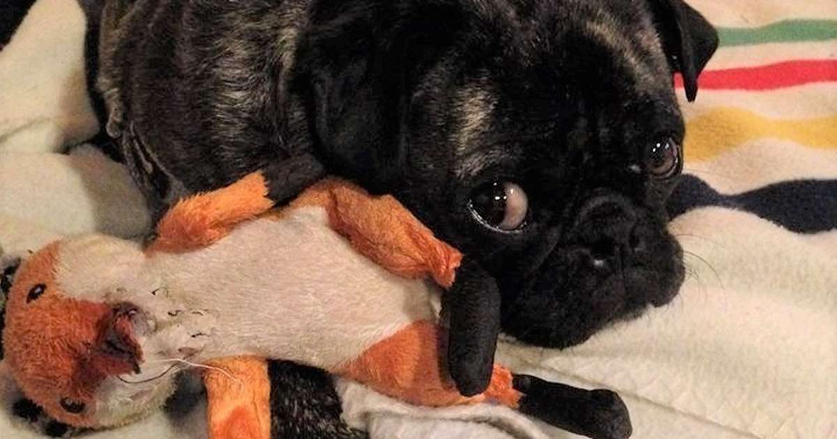 how to deal with a toy obsessed dog