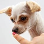 teaching your chihuahua successfully