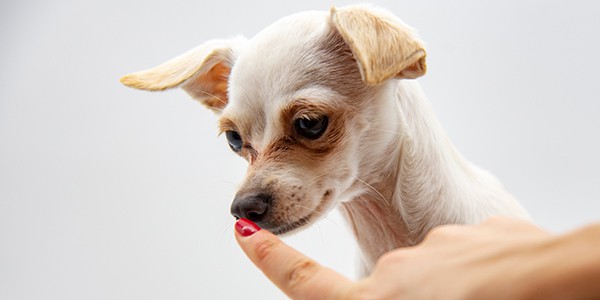 teaching your chihuahua successfully