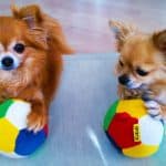 what toys to use with your chihuahua