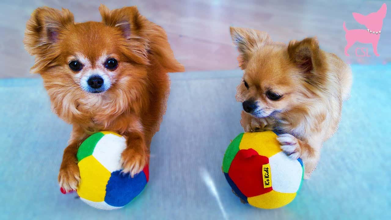 what toys to use with your chihuahua